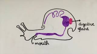 How Dicrocoelium Dendriticum affects ant brains [upl. by Eikkin92]