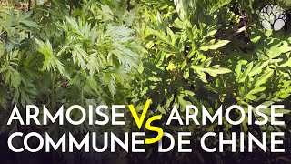 Les armoises  aromatiques et médicinales [upl. by Keheley]