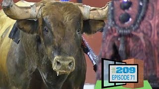 Studio209  Portuguese Bullfights [upl. by Kissie425]