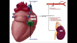 Release amp Functions of Atrial Natriuretic Peptide ANP [upl. by Ovid64]