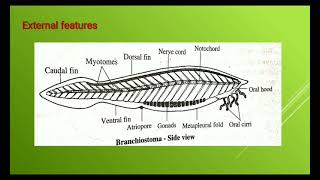 Subphylum Cephalochordata [upl. by Kym]