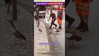 एक बड़े हंस ने आदमी पर किया हमला 😱🙏 animal animals animallover animalrescue duck [upl. by Fraase]