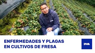 ¿Cómo Identificar TRIPS BOTRYTIS y ANTRACNOSIS en Cultivos de FRESA 🍓 [upl. by Ahsrats259]