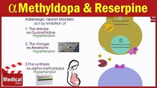 Pharmacology ANS 19 Adrenergic Neuron Blockers  Guanethidine  Reserpine  Alpha methyldopa [upl. by Rella]