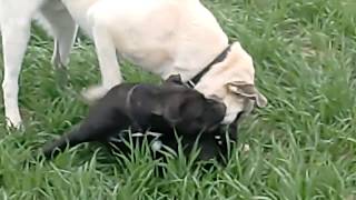 Kangal vs Pit Bull  TURKISH KANGAL DOG The Strongest of the World [upl. by Necyrb12]