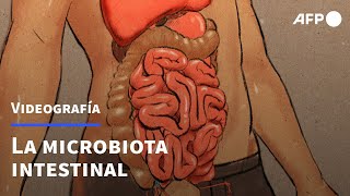 La microbiota intestinal  AFP [upl. by Ita375]