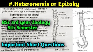 What is Heteronereis in hindi  Epitoky  BSc 3rd year Zoology 5th Semester in hindi [upl. by Aschim]