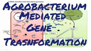 Agrobacterium mediated gene transformation [upl. by Utica]