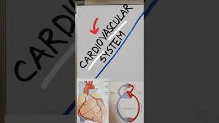 CARDIOVASCULAR SYSTEM in Nursing Part1cardiovascular system anatomy and physiology heartanatomy [upl. by Sivia]