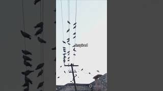 Power Lines vs Birds A Fight for the Bustards Future [upl. by Betthezul]