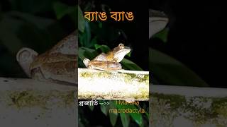 বাড়িতেই গেছো ব্যাঙ  আলিপুরদুয়ার [upl. by Rickert663]