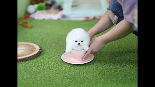 Teacup Pomeranian 티컵 포메라니안 [upl. by Pasahow15]