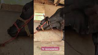 Direct IV administration in jugular vein in a Holstein cowintravenous calcium in jugular vein [upl. by Nawiat]