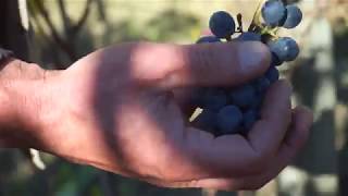 Marchese Antinori Chianti Classico Riserva  Vendemmia 2018  2018 Harvest [upl. by Britton]