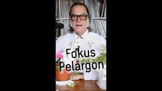 Fokus Pelargon [upl. by Hsirk]