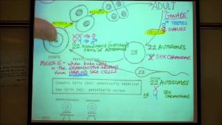 BIOLOGY LAB MEIOSIS amp CHROMOSOME ANOMALIES by Professor Fink [upl. by Suinuj285]