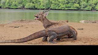 Wowww Komodo Dragon Prey on Deer Easily [upl. by Adnahs]