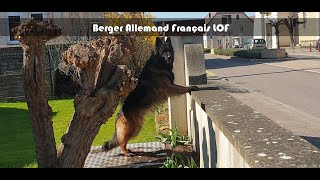 Le plus beau chien du monde  Berger Allemand français LOF Poils Longs [upl. by Attenrev526]