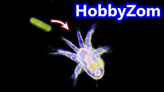 Copepod nauplius larval stage demonstrates its FEEDING CURRENT [upl. by Ailemrac]