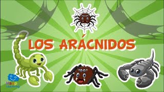 LOS ARÁCNIDOS Animales invertebrados  Vídeos educativos para niños [upl. by Talie]