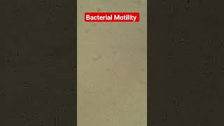 Bacterial Motility I Flagellated Bacteria [upl. by Aldwon]