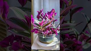 Recycle and growing flowers in pot so beautiful garden flowers flower garden diy gardenplants [upl. by Nayd]