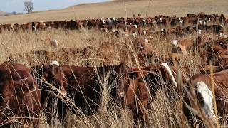 Ranching  Grazing and Farming  MOB Grazing  One Day Grazing [upl. by Carper]