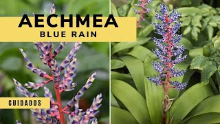 Aechmea Blue Rain características y cuidados  Decogarden  Jardinatis [upl. by Yrakaz19]