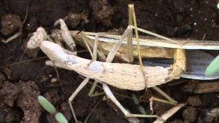 Mantide femmina divora coniuge durante la copula  Female Praying Mantis eats male during copula [upl. by Rehctaht876]