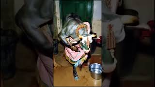 Har har mahadev real Nandhi Bhagvan Real video siva lordshiva lordshiva [upl. by Sissy]