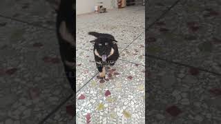 Cute pup invites its owner to play shots dog puppy cute animals pets cutedog petlove [upl. by Uttica]