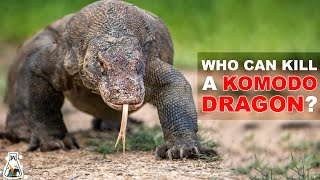 6 Animals That Could Defeat A Komodo Dragon [upl. by Gessner]