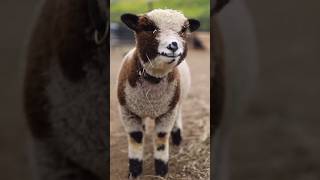 sheep 🐑💞 amp monkey 🐒 funny 🤣 funnyvideos sheep monkey viral video funny cute shorts yt [upl. by Yebba39]