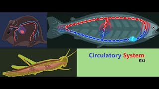 How CIRCULATORY SYSTEM Works KS2 Year 6 Science BBC Bitesize [upl. by Annua329]