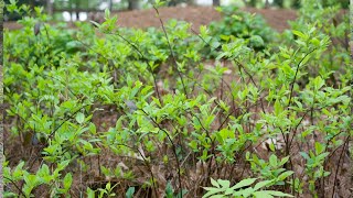 Sweetspire Itea virginica  Plant Identification [upl. by Esinehs925]