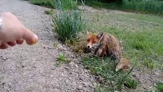 13 Mai 2016 HEDWIG der Fuchs  Von wegen gesund [upl. by Reh89]