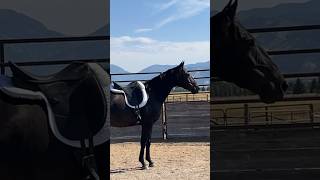 The prettiest barrel horse ever ❤️ Pete [upl. by Benjie]