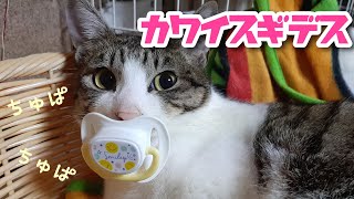 【よんニャン日記】おしゃぶりする猫ちゃんがかわいすぎる！おしゃぶりを落としてからの反応がおもしろい！7ヶ月のおっとりサバシロ猫。 [upl. by Gintz685]