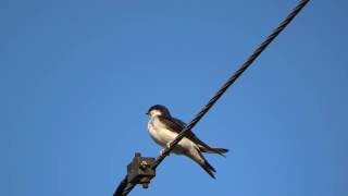 Common house martin  Delichon urbicum [upl. by Brink]