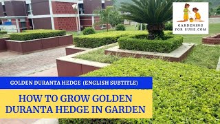 Grow Golden Duranta Hedge in your garden  Make duranta hedge in your garden [upl. by Ahsiyk]