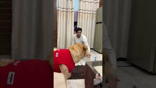 Leos reaction on remote control helicopter🤣 leodog shorts dog funny comedy dogsworld [upl. by Lundell]