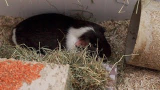 Cute Guinea Pig Sleeping 💤  Rolo  Lots of ear twitches [upl. by Sager]