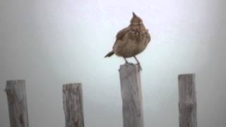 Chant du cochevis huppé  Crested Lark singing Galerida cristata [upl. by Aiuqenehs759]