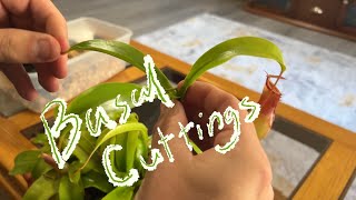 Giving Nepenthes Basal Cuttings a Shot [upl. by Haywood]