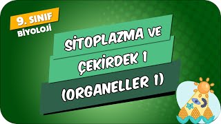 Sitoplazma ve Çekirdek  1 Organeller  1  9Sınıf Biyoloji 2024 [upl. by Ariay141]