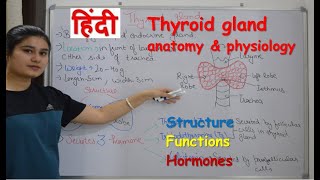 Thyroid gland anatomy amp physiology in Hindi  functions  structure  hormones  parathyroid [upl. by Granville565]