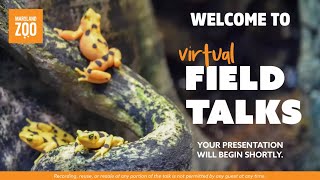 Virtual Field Talk El Valle Amphibian Conservation Center [upl. by Etneciv]