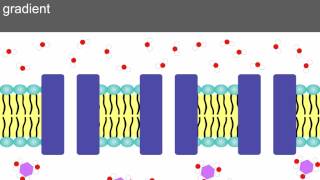 AS level D2 Osmosis and water potential Ms Cooper [upl. by Tadeas]