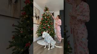 Who’s excited for Christmas❄️🎄☃️ dogshorts christmas holidays dog pets puppy doglover pup [upl. by Grunberg]