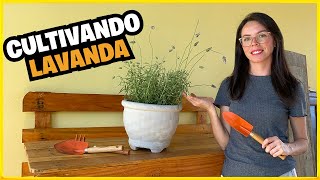 CULTIVANDO LAVANDA  COMO PLANTAR LAVANDA EM VASO E SEUS CUIDADOS [upl. by Kinzer]